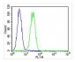 CF150 Antibody  (Center)